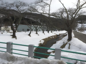 川渡温泉街の桜