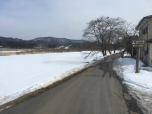 川渡温泉の菜の花畑