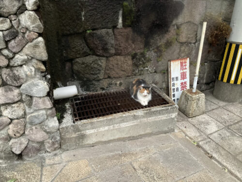 常軌で温まる猫