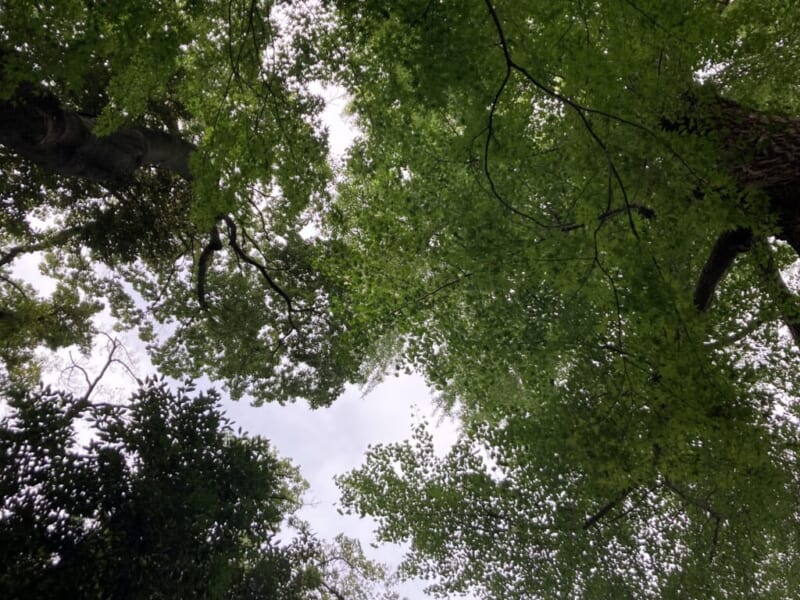 シェラトン都ホテル東京の庭園風景