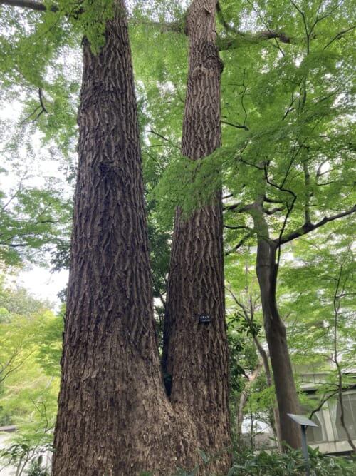 シェラトン都ホテル東京の庭園風景